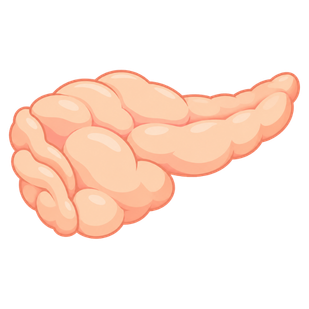 Runderpancreas
